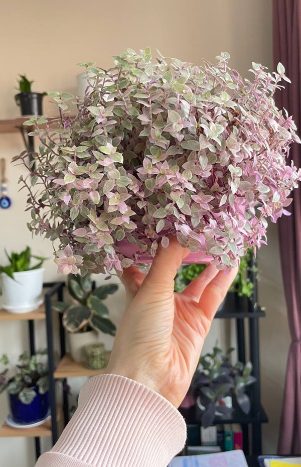 نبتة الكاليسيا الزهرية - Callisia repens