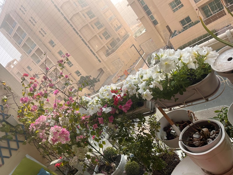 شرفة جميلة مليئة بالزهور في دبي