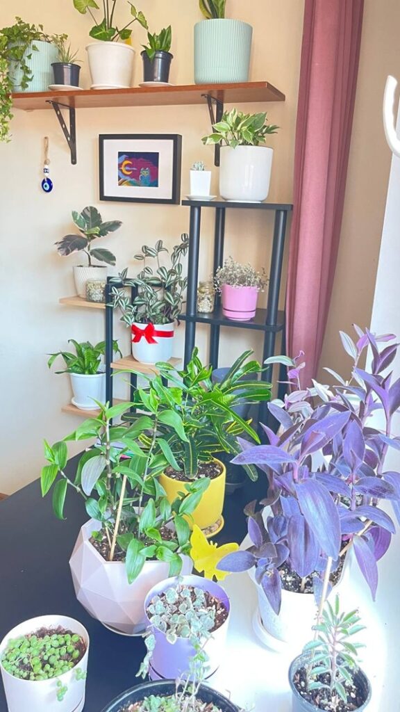 فوائد العناية بالنباتات وتعزيز الطاقة الأنثوية